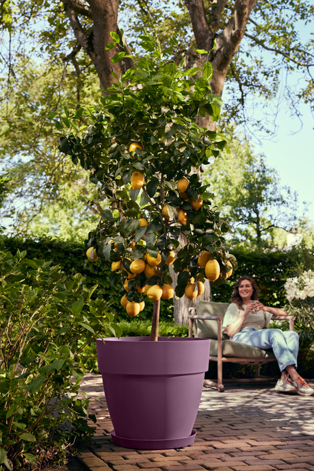 vibia campana rond 40cm mauve érable